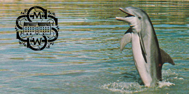 The Scotch Malt Whisky Society (SMWS Action Plan Flipping Shop Experience)