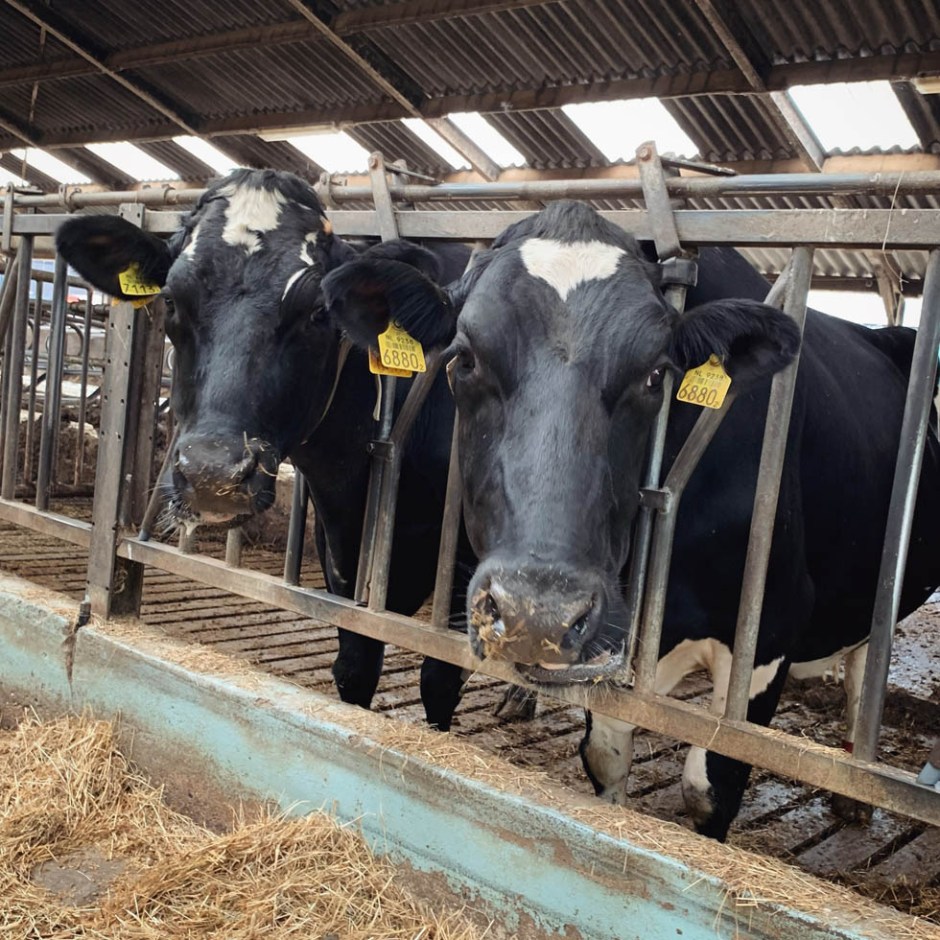 Visiting the Klein Amerika Distillery in the Netherlands (Zevendal single Malt Whisky Micro Brennerei BarleyMania)