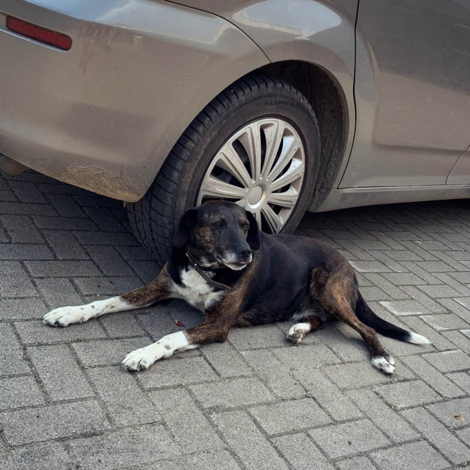 Visiting the Klein Amerika Distillery in the Netherlands (Zevendal single Malt Whisky Micro Brennerei BarleyMania)